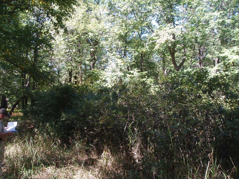 Acidic Mixed Shrub - Sphagnum Wetland, Tubb Run